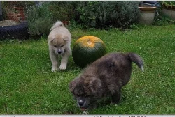 Akita Inu s PP