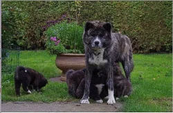 Akita Inu s PP