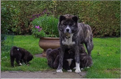 Akita Inu s PP