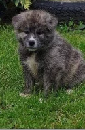 Akita Inu s PP