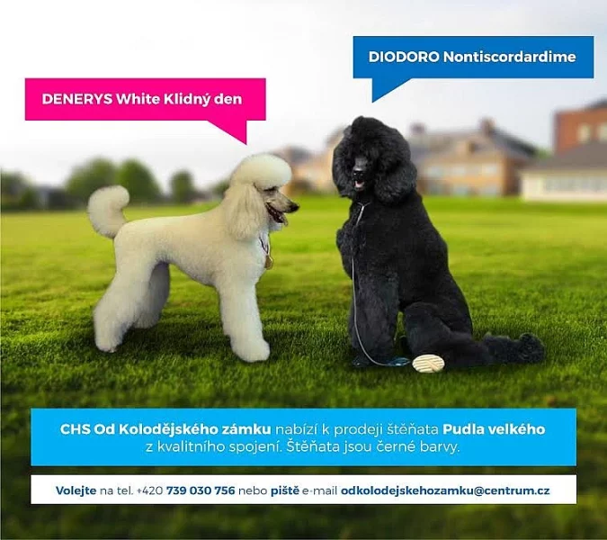 Štěňata pudla velkého