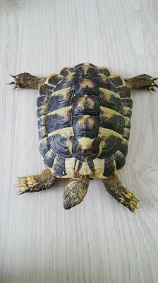 Želva zelenavá - samec