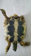 Želva zelenavá - samec