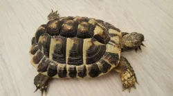 Želva zelenavá - samec