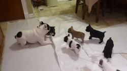 Zdravá štěňata Francouzský buldoček
