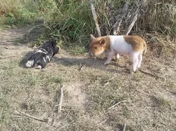 Selata kune kune