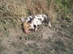 Selata kune kune