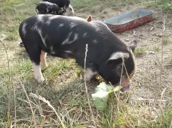 Selata kune kune