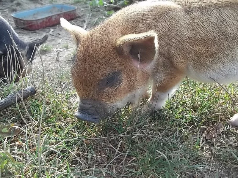 Selata kune kune