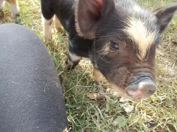 Selata kune kune