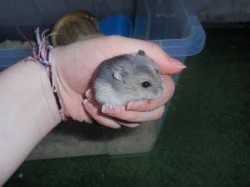 Křečík džungarský s průkazem původu