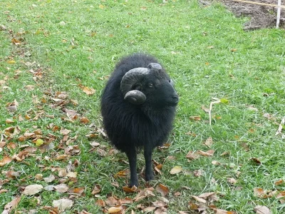 Beran