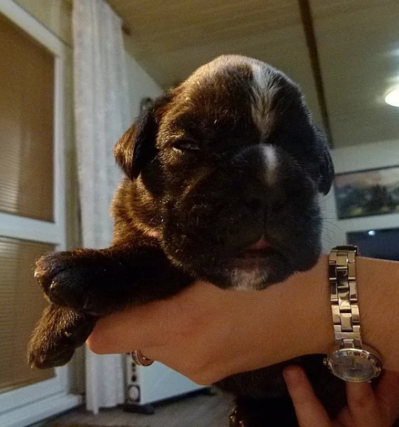 Německý boxer. Štěně s PP