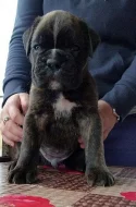 Německý boxer. Štěně s PP