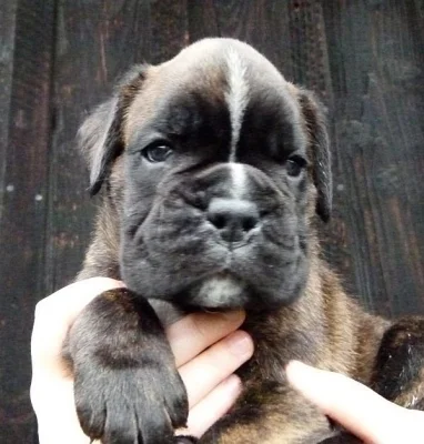 Německý boxer. Štěně s PP