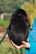 Štěňata