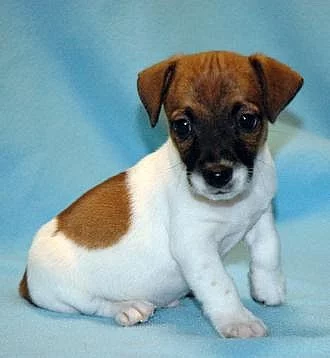 Čistokrevným Jack Russell teriér
