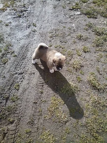 Akita-Inu nádherná fenka