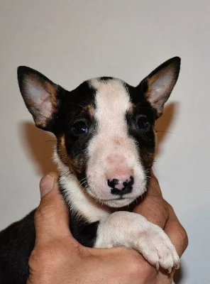 Mini Bulterier s PP
