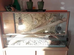 Daruji agamu vousatou
