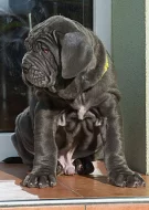Neapolský mastin/Mastino napoletano