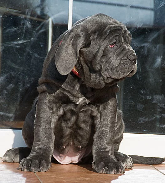 Neapolský mastin/Mastino napoletano