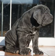 Neapolský mastin/Mastino napoletano