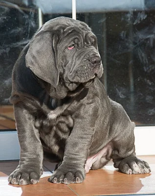 Neapolský mastin/Mastino napoletano