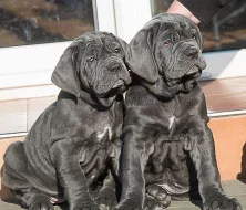 Neapolský mastin/Mastino napoletano