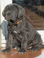 Neapolský mastin/Mastino napoletano