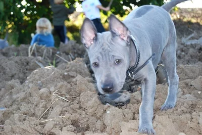 Thajský ridgeback modrý