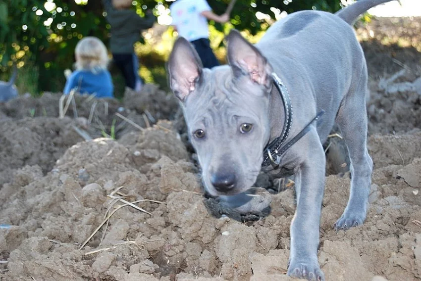 Thajský ridgeback modrý