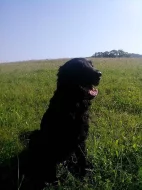 Flat Coated Retrievera ke krytí