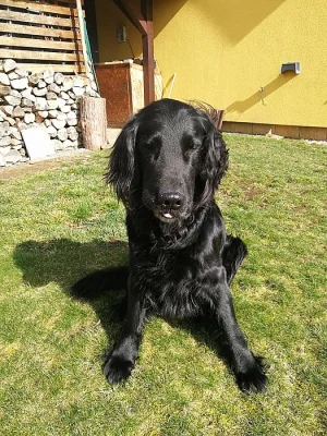 Flat Coated Retrievera ke krytí