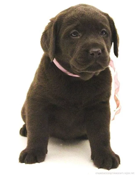 Labrador čokoládová a černá štěňátka s PP
