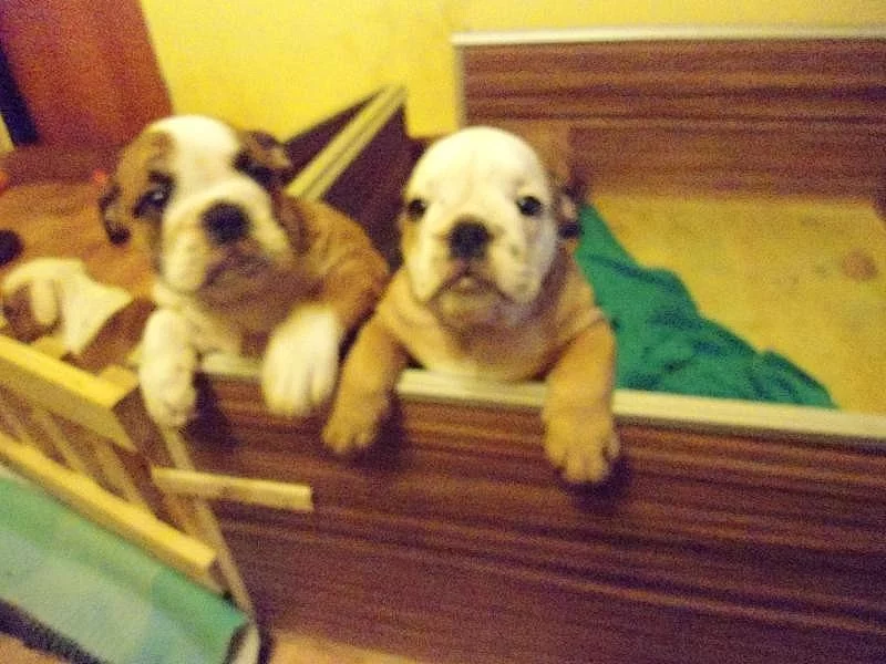 Prodám dva anglické bulldogy (i jednotlivě)