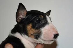 Mini Bulterier s PP