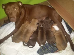 Pitbull - Americký pitbullterier -APBT