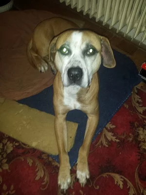 Pitbull - Americký pitbullterier -APBT
