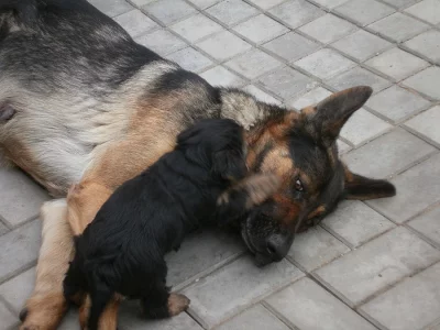 něměcký ovčák