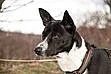 Sir - basenji kříženec