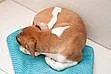 Bárt - Jack russell teriér kříženec