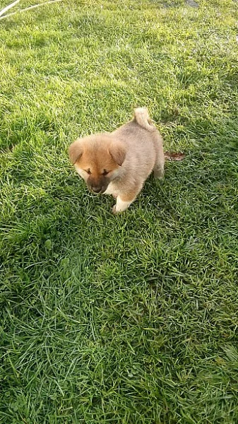 Akita-Inu nádherná fenka