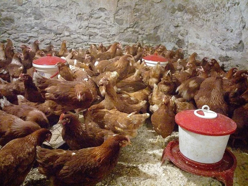 Kuřice hnědé Isa Brown