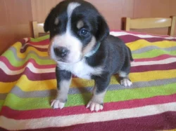 Velký švýcarský salašnický pes - štěně