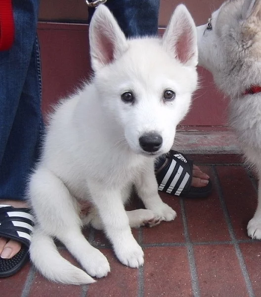 Štěňata Sibiřský husky