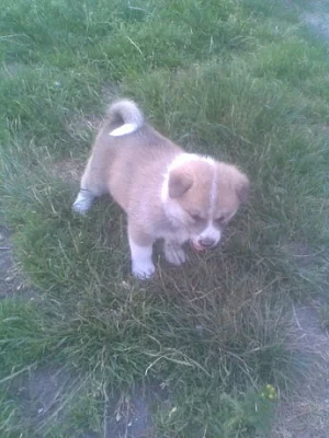 Akita-Inu nádherná fenka
