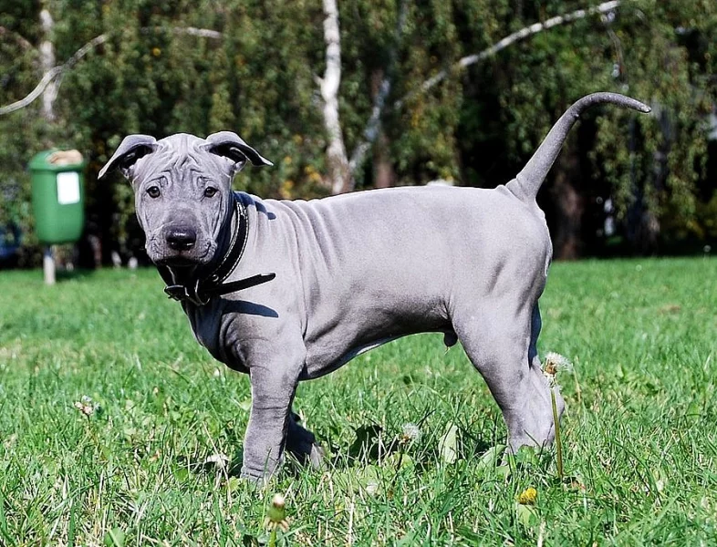 Thajský ridgeback modrý
