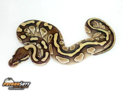Python regius - odchov 2016