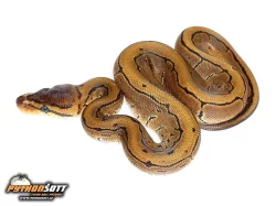 Python regius - odchov 2016